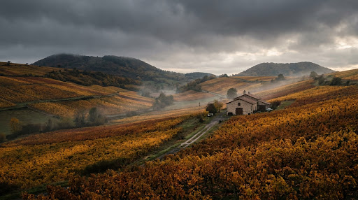 Auvergne vineyard in autumn